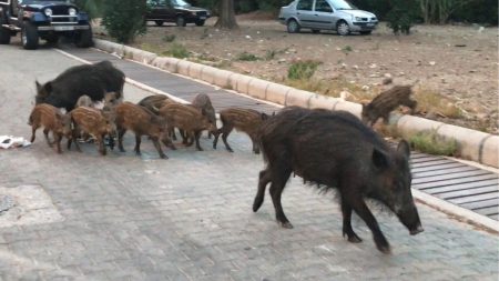 Bodrum Yaban Domuzlari