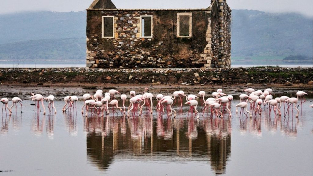 Bodrum Milas Bogazici Tuzla Flamingolar