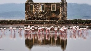 Bodrum Milas Bogazici Tuzla Flamingolar