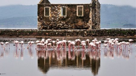 Bodrum Milas Bogazici Tuzla Flamingolar