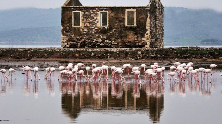 Bodrum Milas Bogazici Tuzla Flamingolar