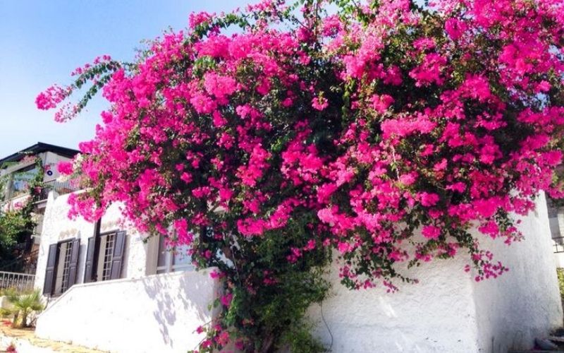 Bodrum Begonvil