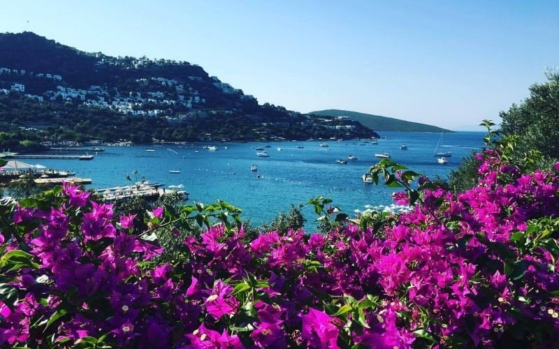 Bodrum Begonvil 1