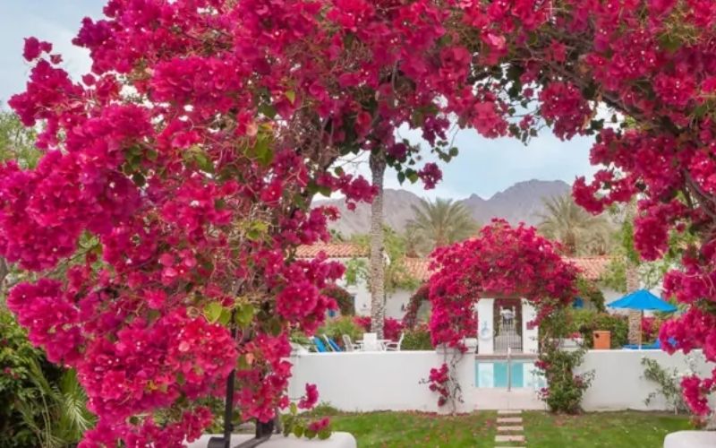 Bodrum Begonvil Villa