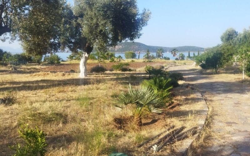 Dangir Koyu 1